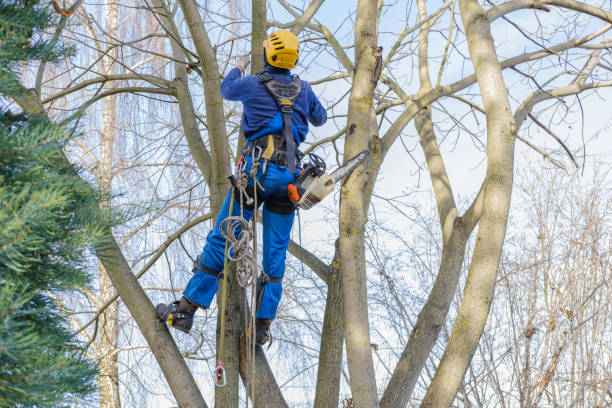 Best Leaf Removal  in Placerville, CA