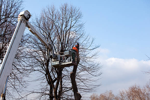 Best Storm Damage Tree Cleanup  in Placerville, CA